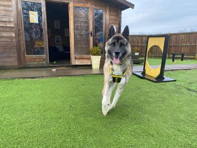 Neko | Japanese Akita Inu Cross | West Calder (Edinburgh) - 3