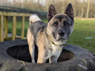 Neko | Japanese Akita Inu Cross | West Calder (Edinburgh) - 2