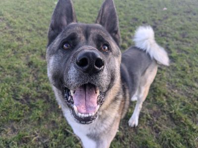 Neko | Japanese Akita Inu Cross | West Calder (Edinburgh) - 5