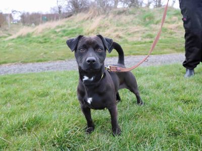 Beanie | Terrier (Patterdale) | Darlington - 2