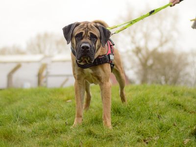 Nibbs | Mastiff Cross | Kenilworth (West Midlands) - 3