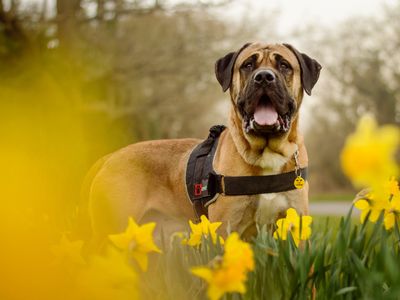 Nibbs | Mastiff Cross | Kenilworth (West Midlands) - 5