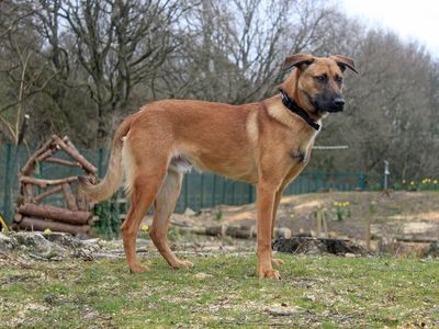 Johnny | Belgian Shepherd Dog (Malinois) Cross | Merseyside (Liverpool) - 3