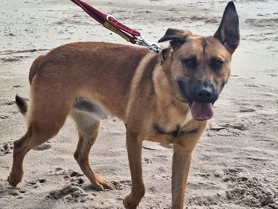 Johnny | Belgian Shepherd Dog (Malinois) Cross | Merseyside (Liverpool) - 4