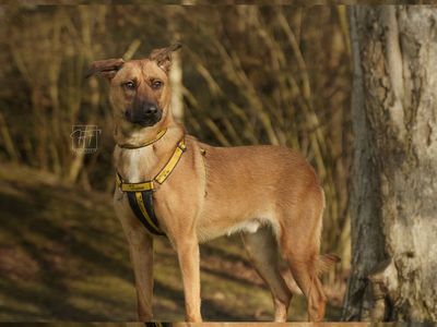 Johnny | Belgian Shepherd Dog (Malinois) Cross | Merseyside (Liverpool) - 2