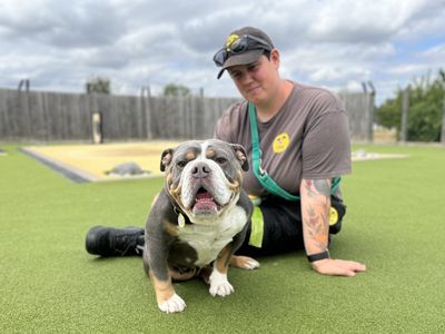 Lexi | Bulldog | Evesham (Worcestershire) - 5