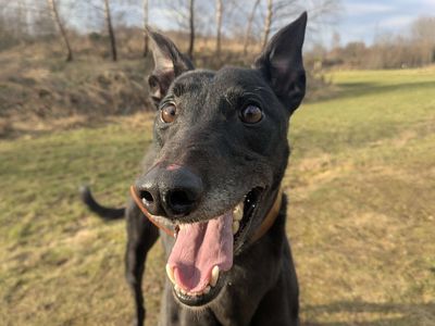 Sully | Greyhound | Glasgow - 5