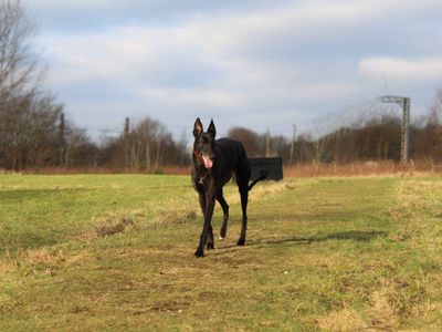 Sully | Greyhound | Glasgow - 3