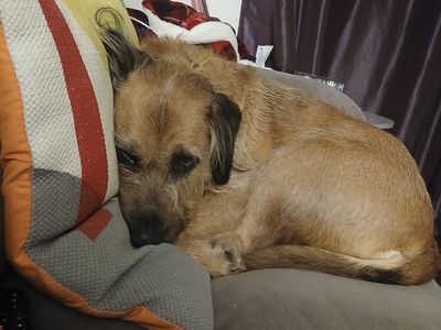 Mila | Terrier (Soft Coated Wheaten) | Ballymena (Northern Ireland) - 3