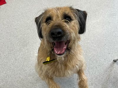 Mila | Terrier (Soft Coated Wheaten) | Ballymena (Northern Ireland) - 5