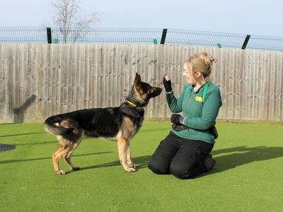 Willow | German Shepherd Dog | Evesham (Worcestershire) - 5