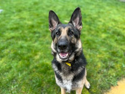Willow | German Shepherd Dog | Evesham (Worcestershire) - 3
