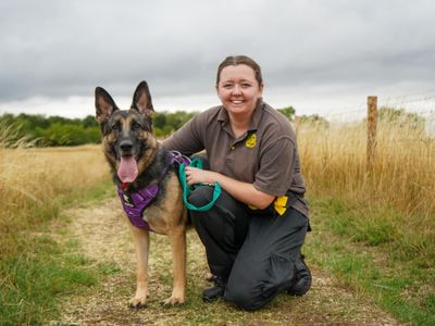 Willow | German Shepherd Dog | Evesham (Worcestershire) - 3