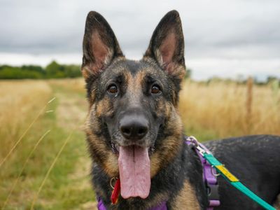 Willow | German Shepherd Dog | Evesham (Worcestershire) - 5