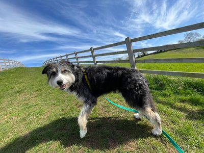 Paddy | Collie (Border) Cross | Kenilworth (West Midlands) - 5