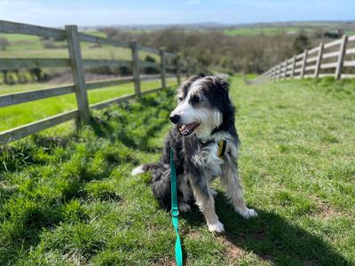 Paddy | Collie (Border) Cross | Kenilworth (West Midlands) - 3