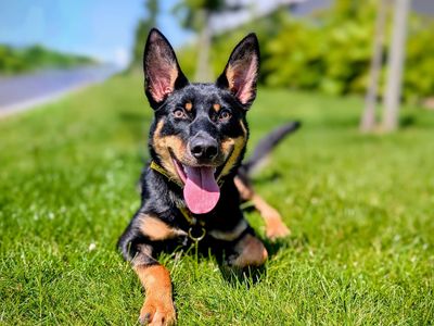Kevin | Australian Kelpie | Cardiff - 3
