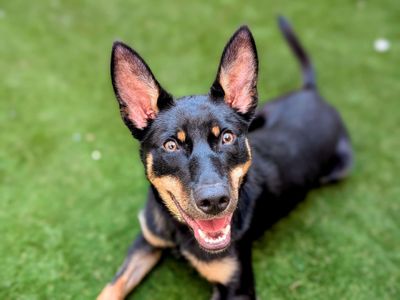 Kevin | Australian Kelpie | Cardiff - 3