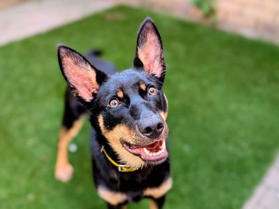 Kevin | Australian Kelpie | Cardiff - 5