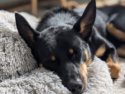 Kevin | Australian Kelpie | Cardiff - 5