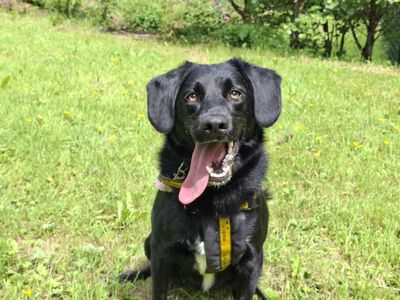 Dexter | Collie (Border) Cross | Canterbury - 5
