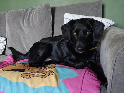 DEXTER | Collie (Border) Cross | Ilfracombe - 5