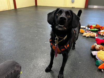 Dexter | Collie (Border) Cross | Canterbury - 5