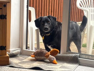Geralt, a 3 years old male Border Collie X available for adoption from Dogs Trust in Kent