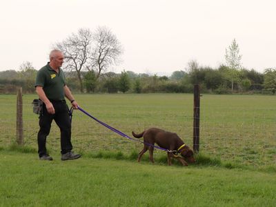 Agatha | Retriever (Labrador) | Evesham (Worcestershire) - 3