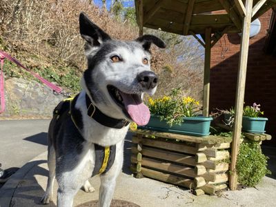 Ollie | Collie (Border) Cross | Ilfracombe - 3