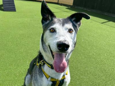 Ollie | Collie (Border) Cross | Basildon (Essex) - 3