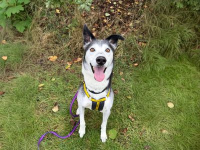 Ollie | Collie (Border) Cross | Basildon (Essex) - 3