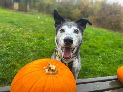 Ollie | Collie (Border) Cross | Basildon (Essex) - 5