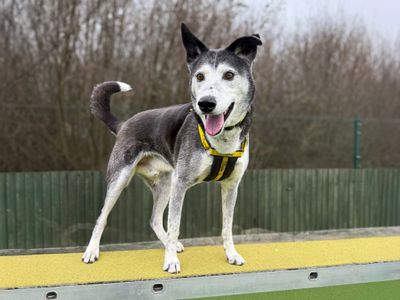 Ollie | Collie (Border) Cross | Basildon (Essex) - 5