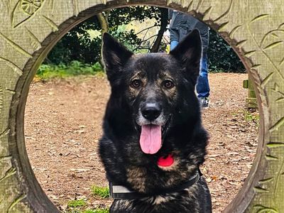 Amarok | German Shepherd Dog Cross | Salisbury (Wiltshire) - 3