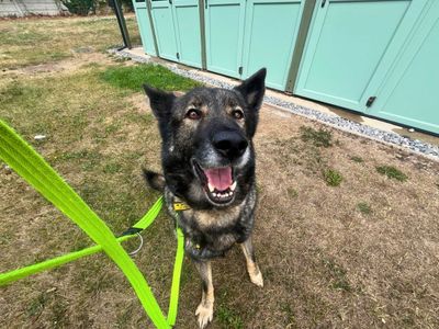 Amarok | German Shepherd Dog Cross | Salisbury (Wiltshire) - 5