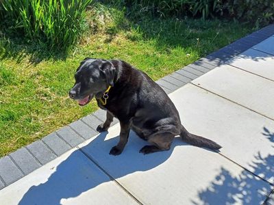 Boo | Retriever (Labrador) | Merseyside (Liverpool) - 3