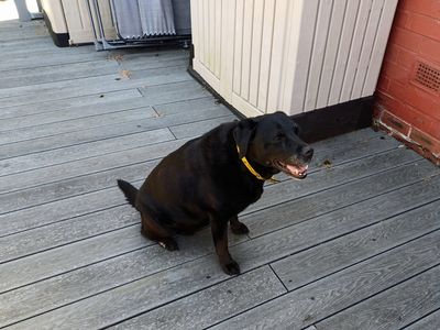 Boo | Retriever (Labrador) | Merseyside (Liverpool) - 5