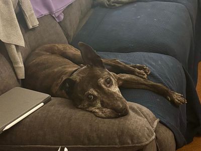 Monty | Terrier (Bull) Cross | Kenilworth (West Midlands) - 5