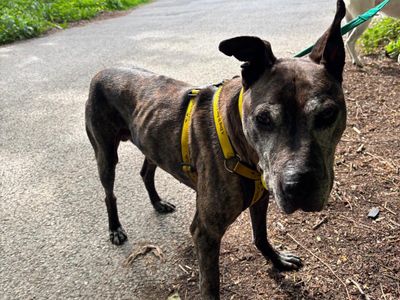 Monty | Terrier (Bull) Cross | Kenilworth (West Midlands) - 3