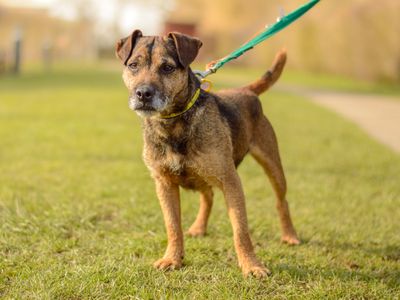 Odie | Terrier (Patterdale) | Kenilworth (West Midlands) - 3