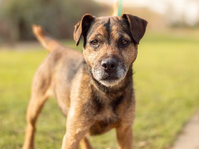 Odie | Terrier (Patterdale) | Kenilworth (West Midlands) - 2