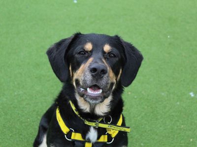 Logan | Collie (Border) Cross | Glasgow - 3