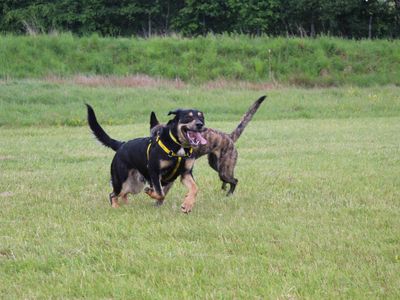 Logan | Collie (Border) Cross | Glasgow - 5