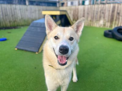 Meeko | Siberian Husky | Cardiff - 3