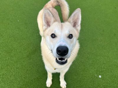 Meeko | Siberian Husky | Cardiff - 1