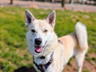 Meeko | Siberian Husky | Cardiff - 5