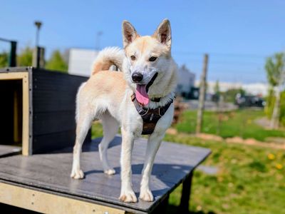 Meeko — Siberian Husky