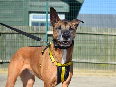 Poppy | Crossbreed | Harefield West London - 3