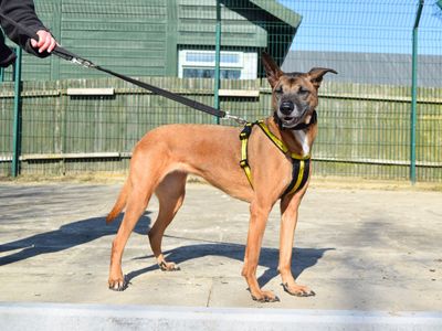 Poppy | Crossbreed | Harefield West London - 5